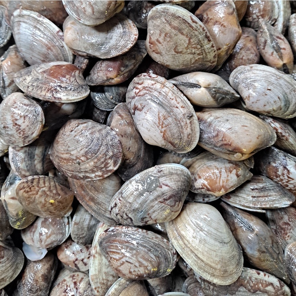 고흥 자연산 당일조업 바지락 51,900원