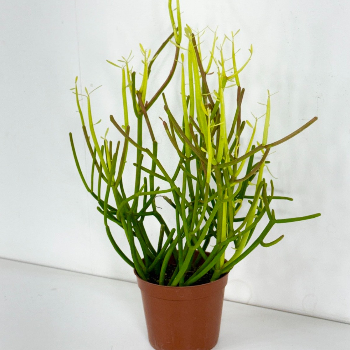 유포르비아 티루칼리 반려 다육식물 플랜테리어 개업선물 대성식물 9,900원