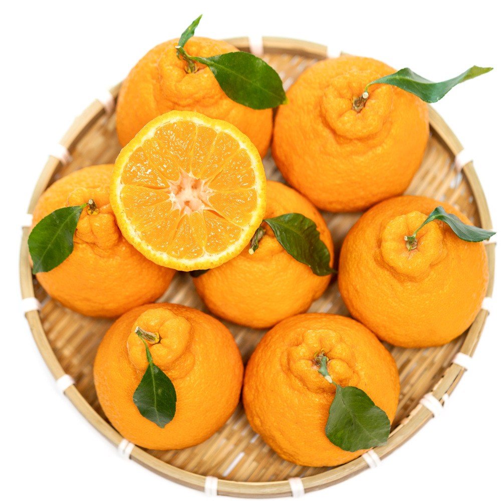 당도폭발 100% 산지직송 15brix 초고당도 제주직송 한라봉 37,800원