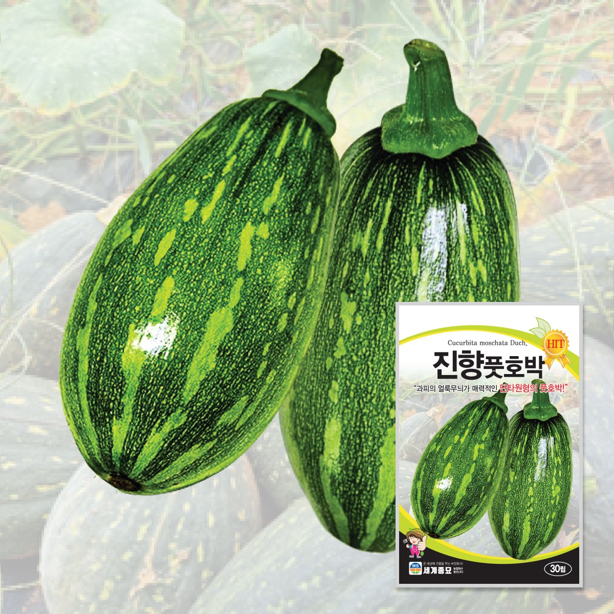 진향풋호박 30립 / 호박 씨앗 종자 텃밭키우기 채소키우기 덩굴풋호박 4,000원