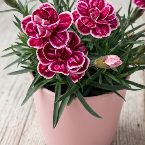 안녕두구동 향카네이션 감성 꽃선물 노지월동 키우기쉬운꽃 카네이션, 1개, 진분홍커버볼포함 9,600원