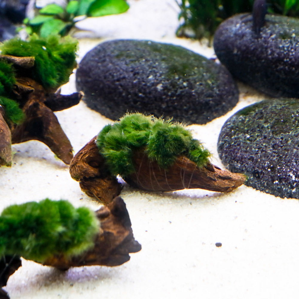 미미네아쿠아 모스볼 활착 브랜치유목 S (5cm내외) 4,500원