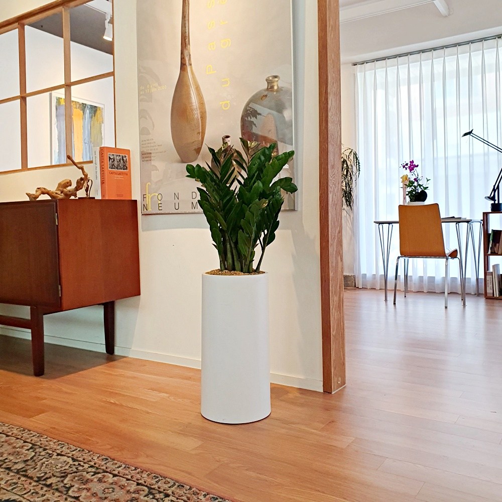 모두꽃배달 개업 화분 배달 가게오픈 축하 사무실 병원 카페, 1개, 5. 금전수 79,000원