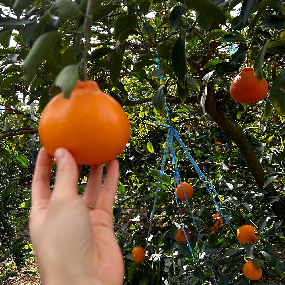 제주 산지직송 천혜향 감귤 / 가정용 / 자연후숙 만감류, 1박스, 9kg 80,000원