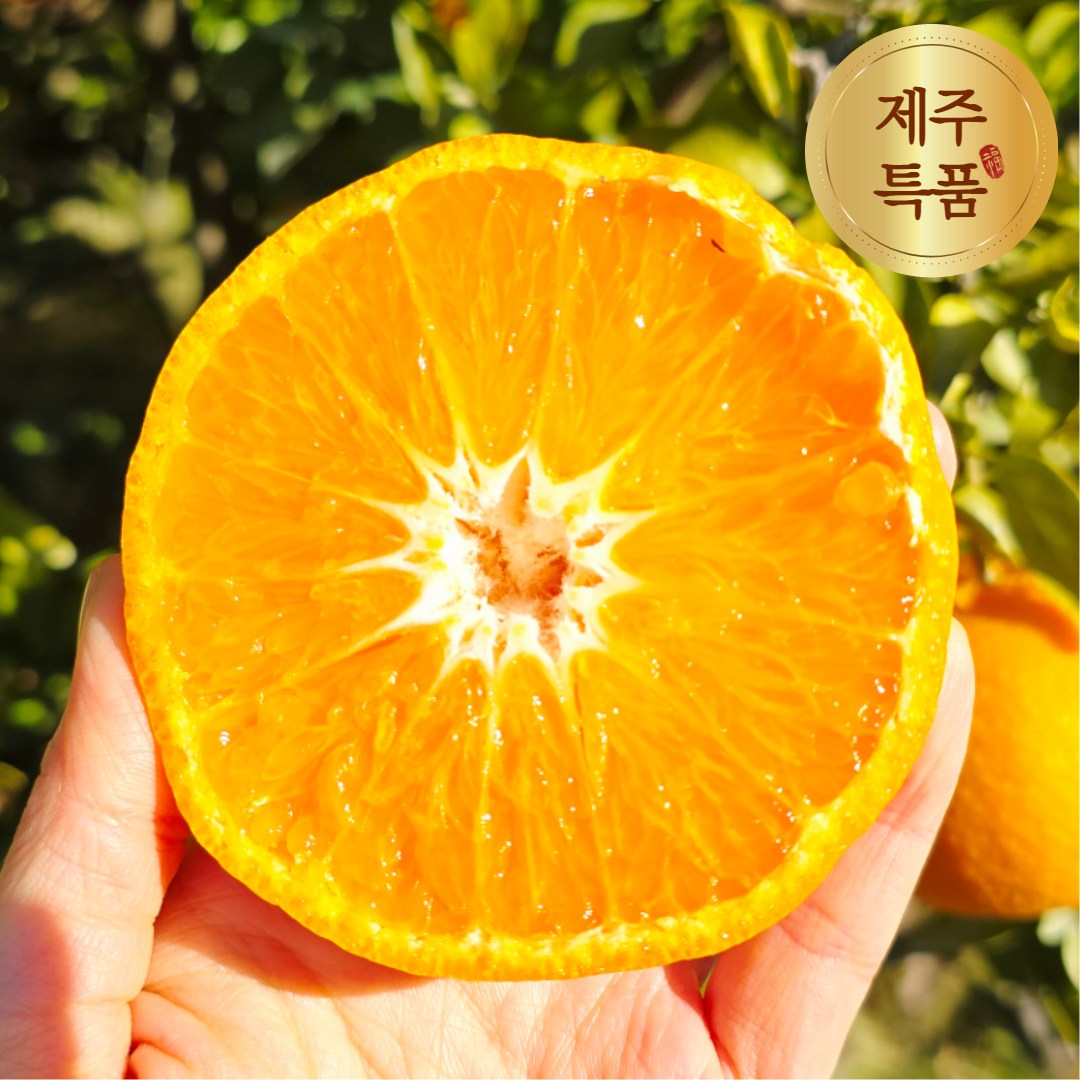 [당도보장] 더좋은 제주 레드향 특품 15,910원