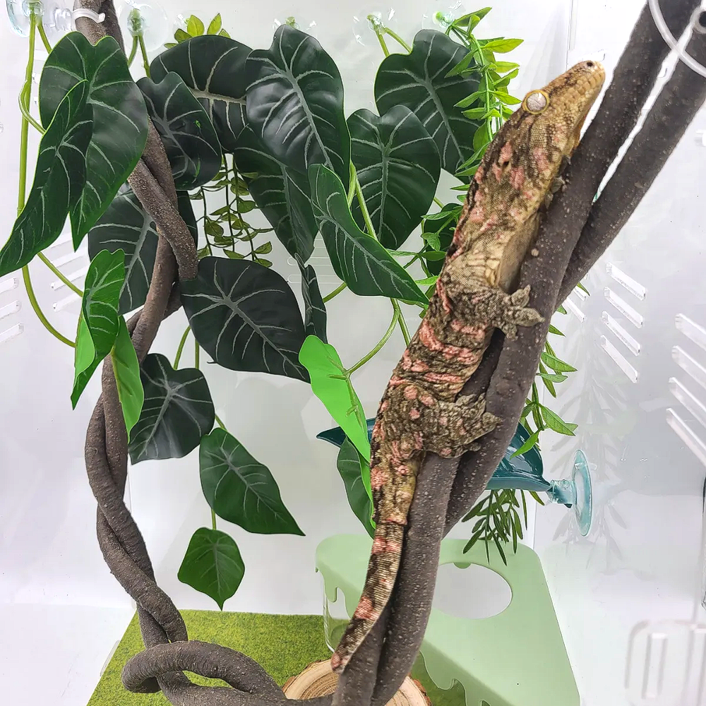 보물찾기 크레스티드게코 백업 파충류 용품 도마뱀 인조식물 나무장식1M 2M 다양한 사이즈 넝쿨인조식물 사육장 꾸미기 8,700원
