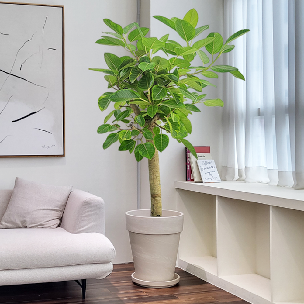 농원청년 크림토분 취임 영전 이직 승진 축하화분 실내 공기정화식물 사무실 카페 매장 공간 인테리어식물 거실화분 집들이 개업식 축하화환 여인초 금전수 뱅갈고무나무 아레카야자 행운목 249,000원