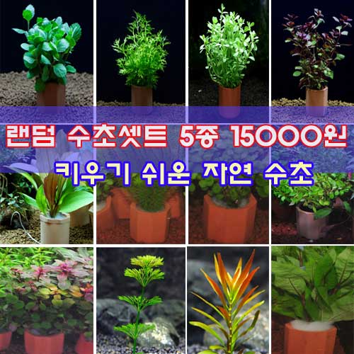 랜덤 수초 5종 자연수초 키우기쉬운수초 초보자수초 14,900원