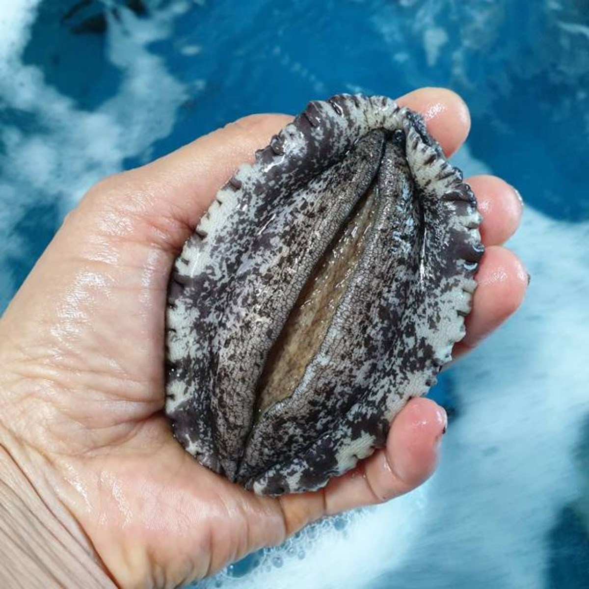 싱싱해 완도 활 전복, 1박스, 1호 (왕특대) 6-7미 39,900원