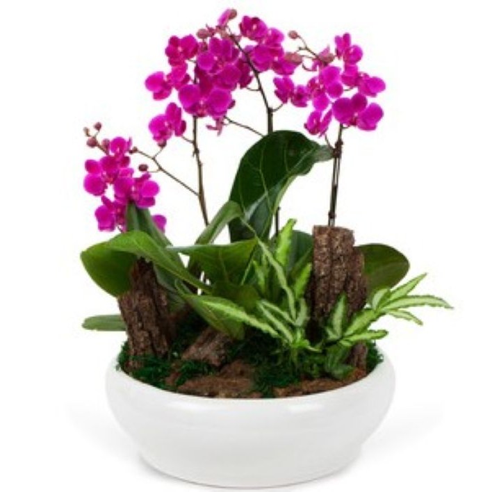 플라워피아 서양란 동양란 축하화분배달 개업 승진 취임 고급선물, 1개, 12.만천홍(고급) 90,000원