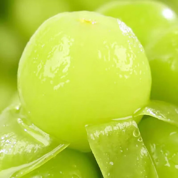 [하루50박스특가] 수출전용 거창 고당도 샤인머스캣 24,900원