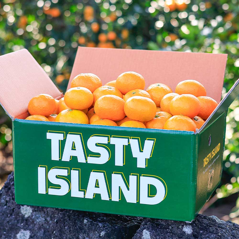 제주 고당도 햇 노지감귤 하우스감귤, 5kg 로얄과, 1박스 29,900원