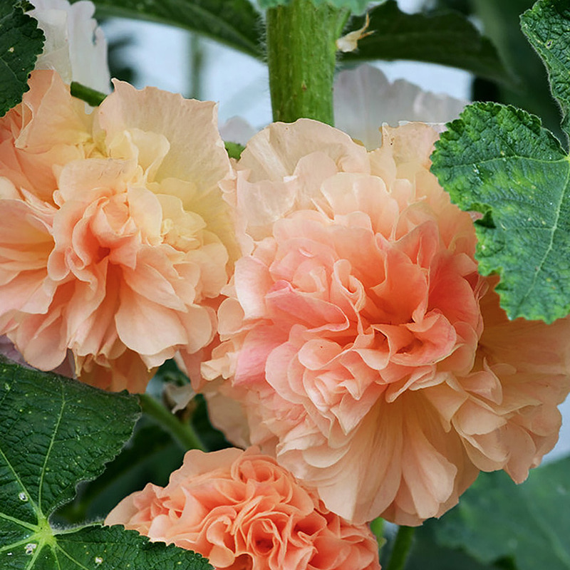 접시꽃 더블 샤모아 베이지브라운 대형종 3개셋트 10,000원