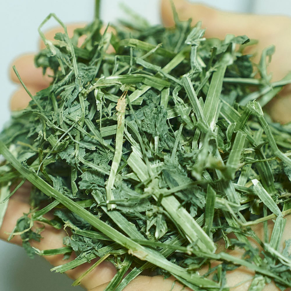 헤이랜드 손질 알팔파 건초 토끼 먹이 크리스마스밸리 5,500원