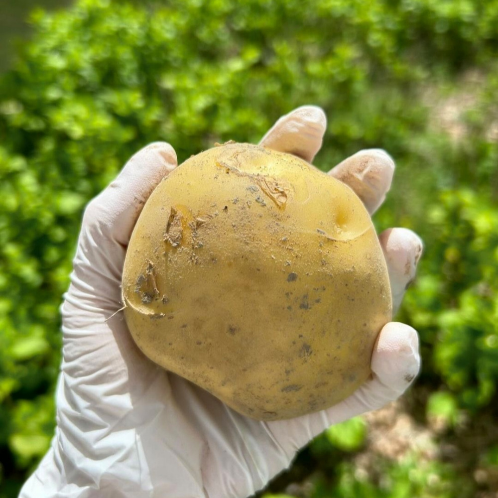 탐나유 국내산 강원도 수미 감자 햇감자 12,900원