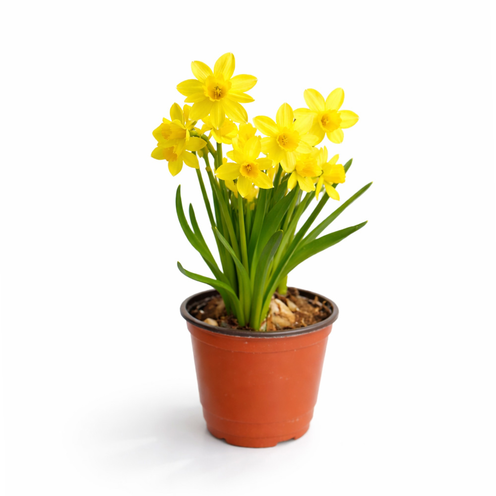 갑조네 수선화 봄꽃 구근식물 9,210원