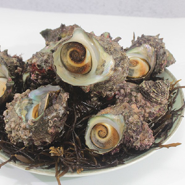 산지직송 제철 생물 국내산 자연산 뿔소라, 1박스, 뿔소라 4kg 53,500원