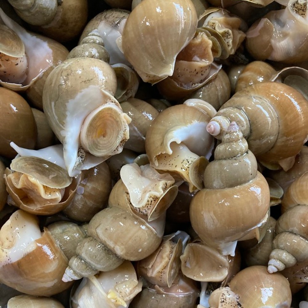 [선주직판] 국내산 당일조업 산소포장 구룡포 자연산 백골뱅이 백고동, 1개, 생물 백고동 소소(60~70미) 1kg 19,990원