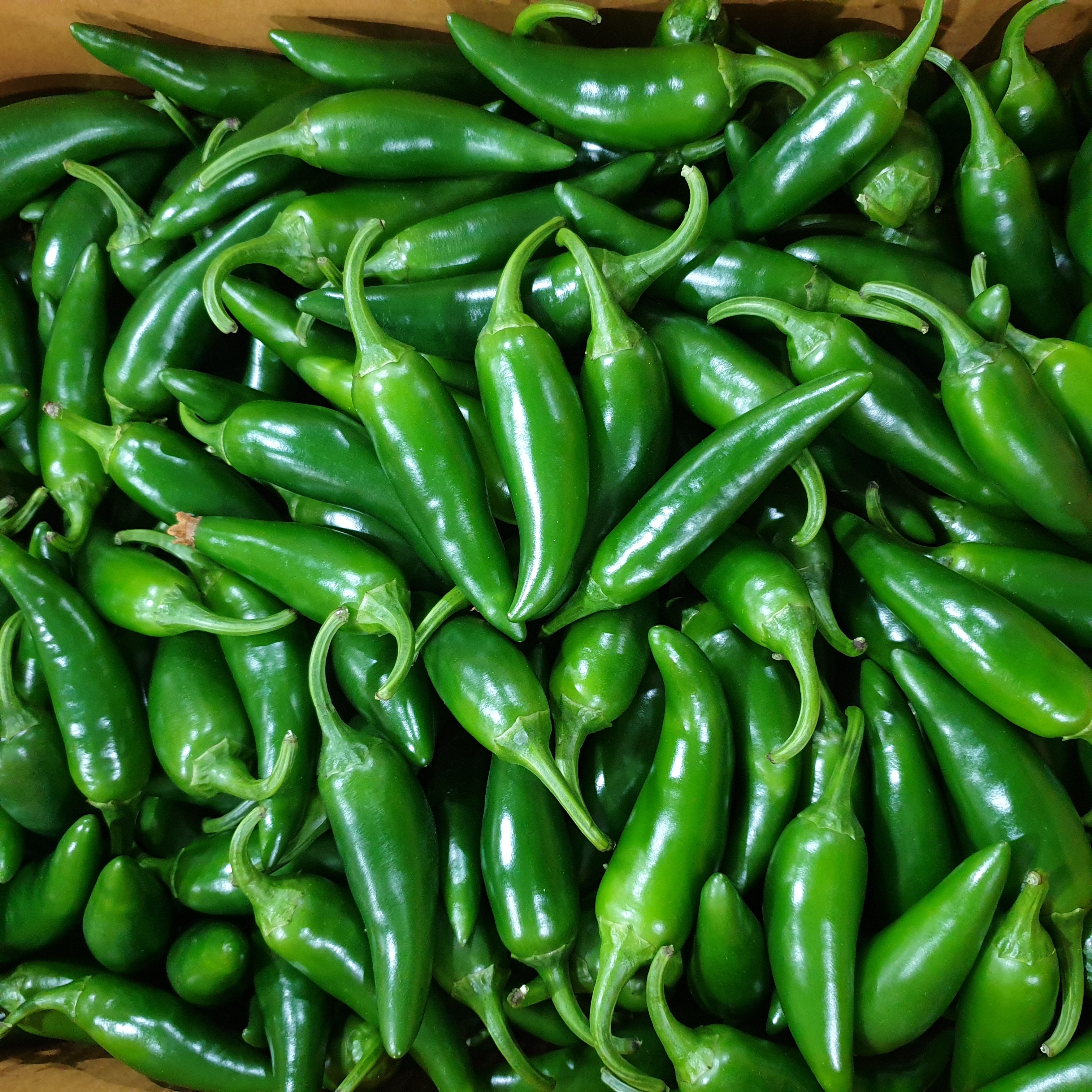 아빠농산 못난이 모닝고추 아삭이고추 8,900원