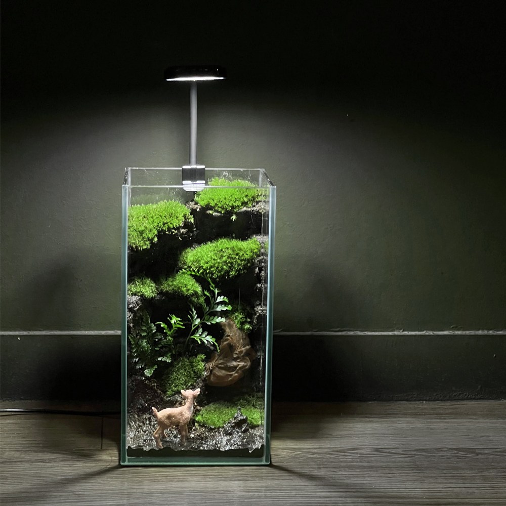 다우림 숲 테라리움 키트 DIY 비단이끼 비바리움, 1개 49,600원