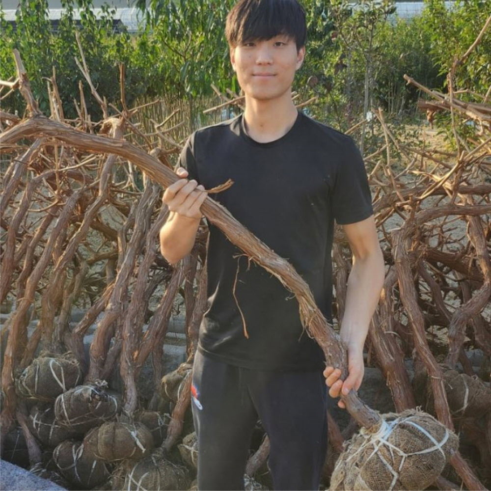 포도나무묘목 캠벨 포도나무 5년생 분묘 결실주 샤인머스켓 5-6년 47,000원