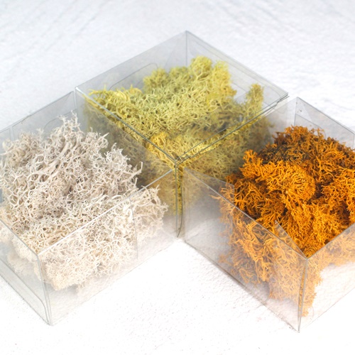 프리저브드 스칸디아모스 천연이끼 식물, 02 옐로우, 현재가 4,400원