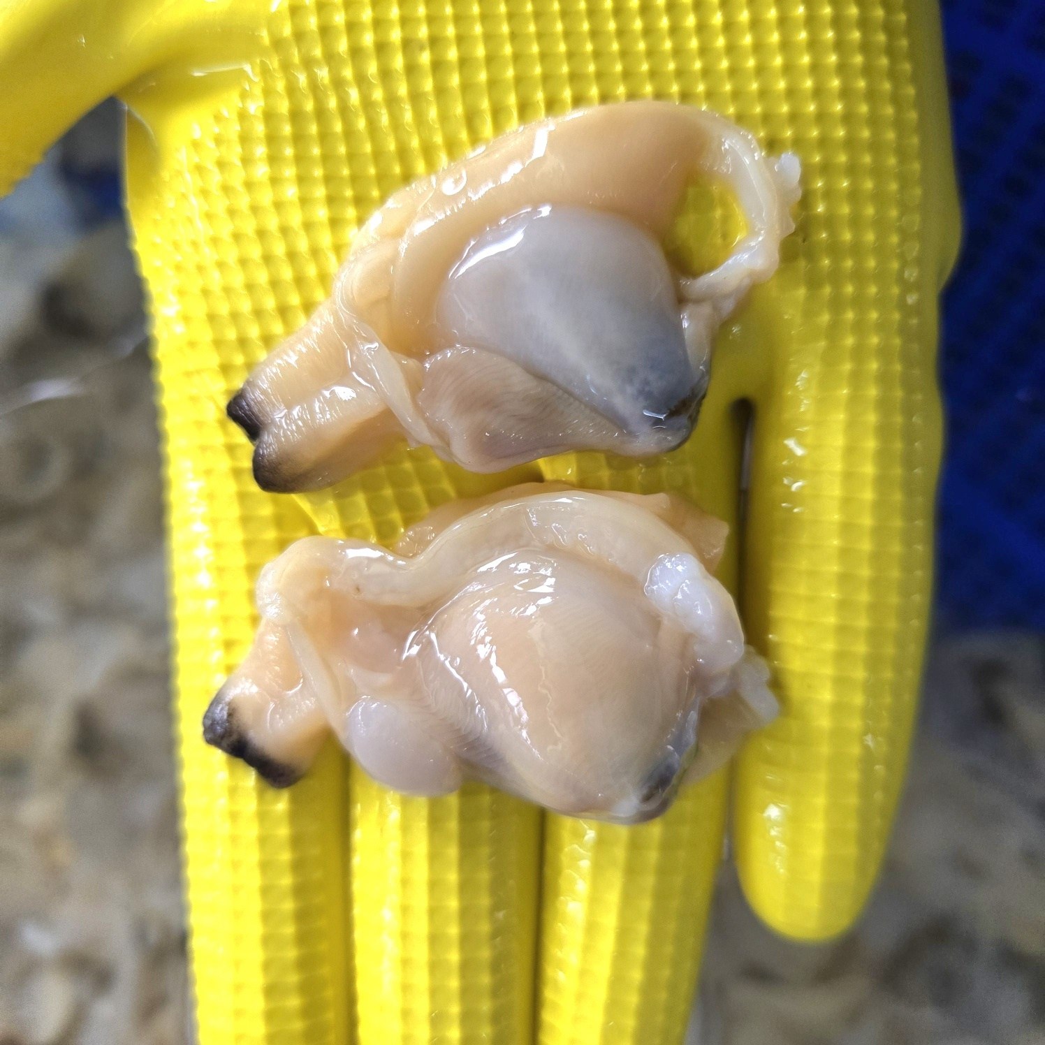 국내산) 바지락 남해 삼천포 왕바지락 22,900원