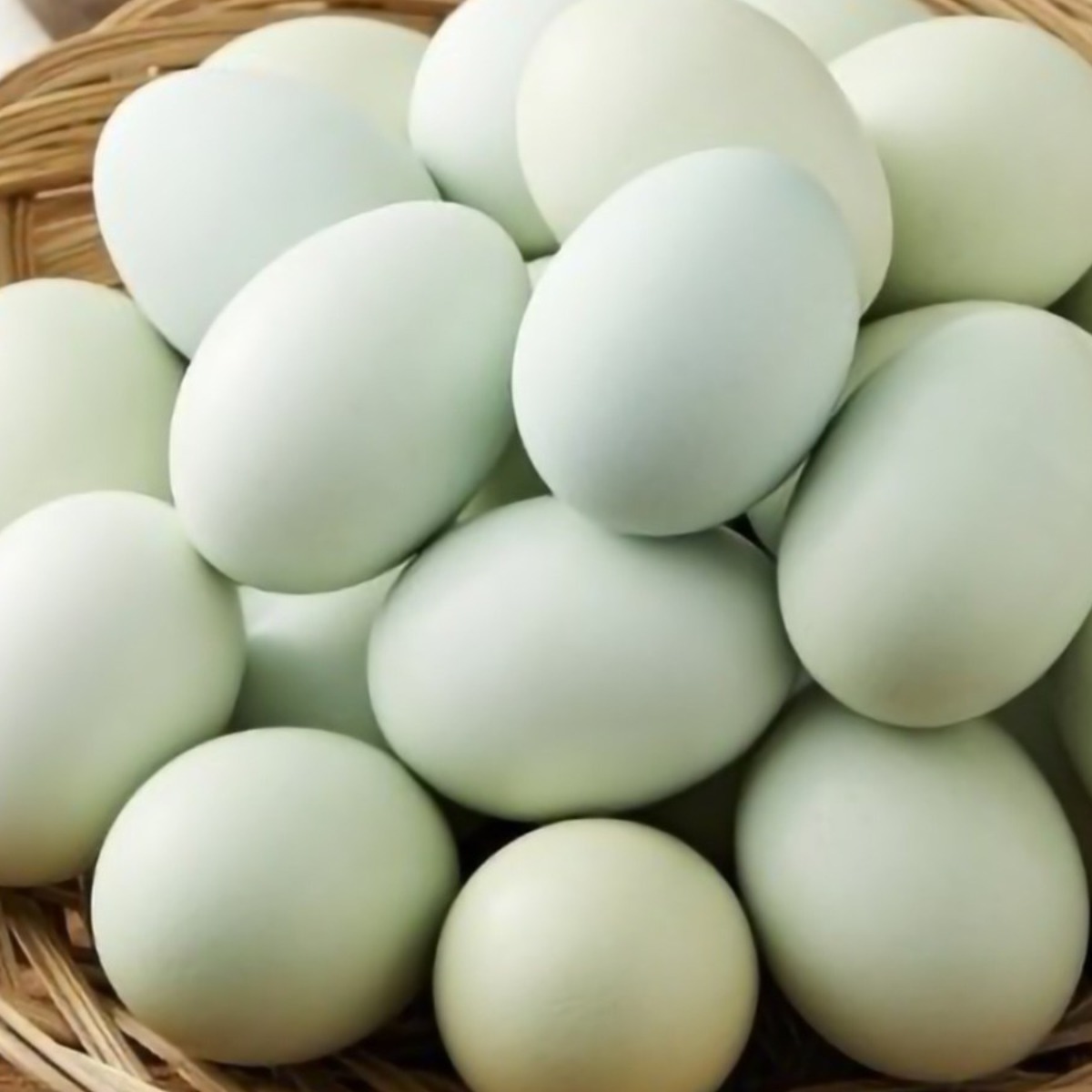 초란 자연을품은 청계란 처음낳은 고영양 난각번호1 유정란 내일배송 고성 금강산초계. 초원 자연방사 적마의 해 순수청란으로 건강을, 발효사료 EM 좋은물 자화수 식물성 유황 MSM 20,900원