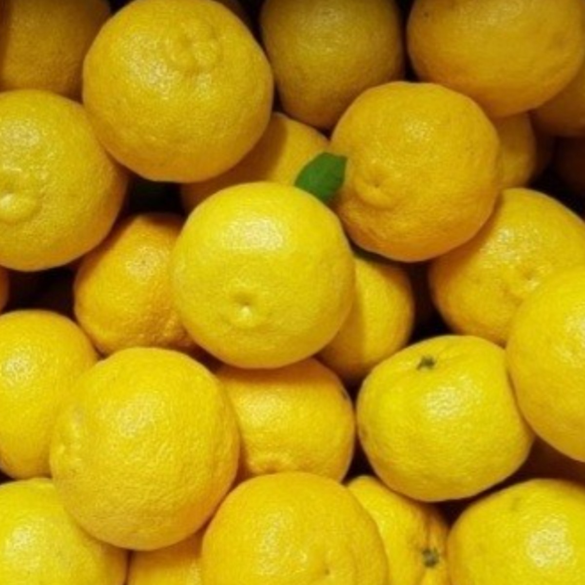 [고흥 저장 유자] 면역/피로에 좋은 향긋한 유자 101,900원