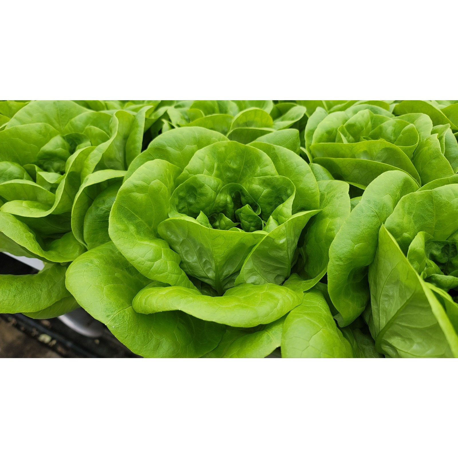 에상스팜 산지직송 무농약 버터헤드 단품 1kg  유럽상추 샐러드 채소 8,710원