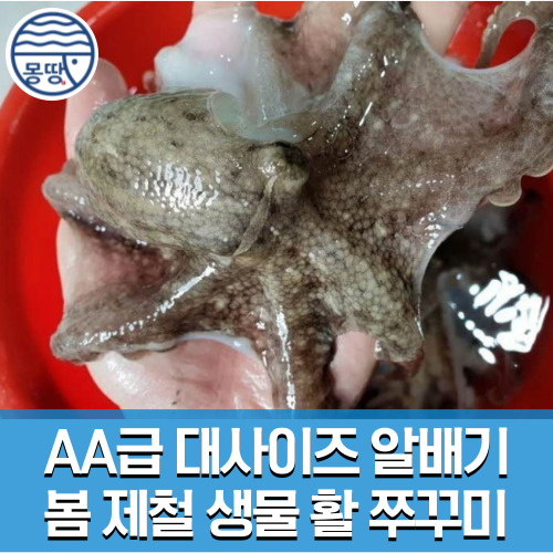 [몽땅농수산] 산지직송 국내산 생물 알 쭈꾸미 주꾸미 1kg 대사이즈, 1개, 당일조업 알배기 활 쭈꾸미 1kg(6-12미), 현재가 43,900원