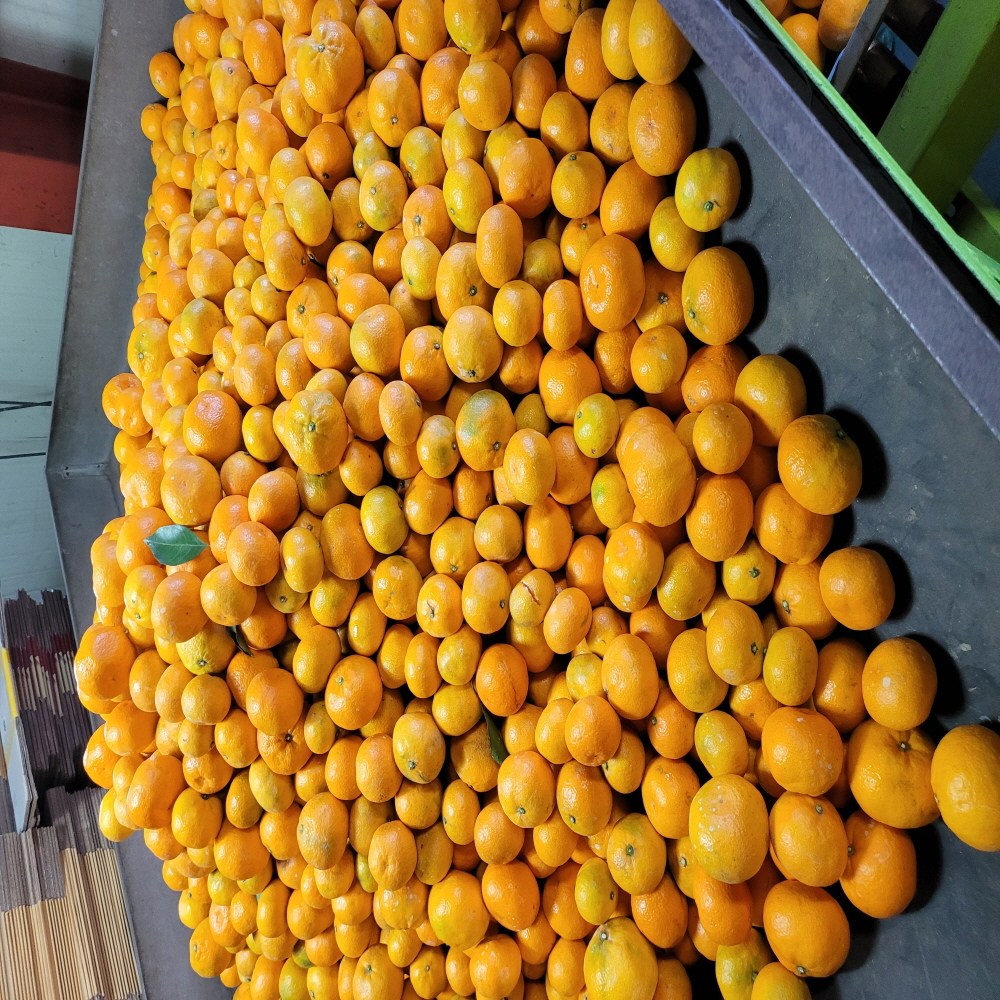 [제주직송] 제주 고당도 감귤 18,800원