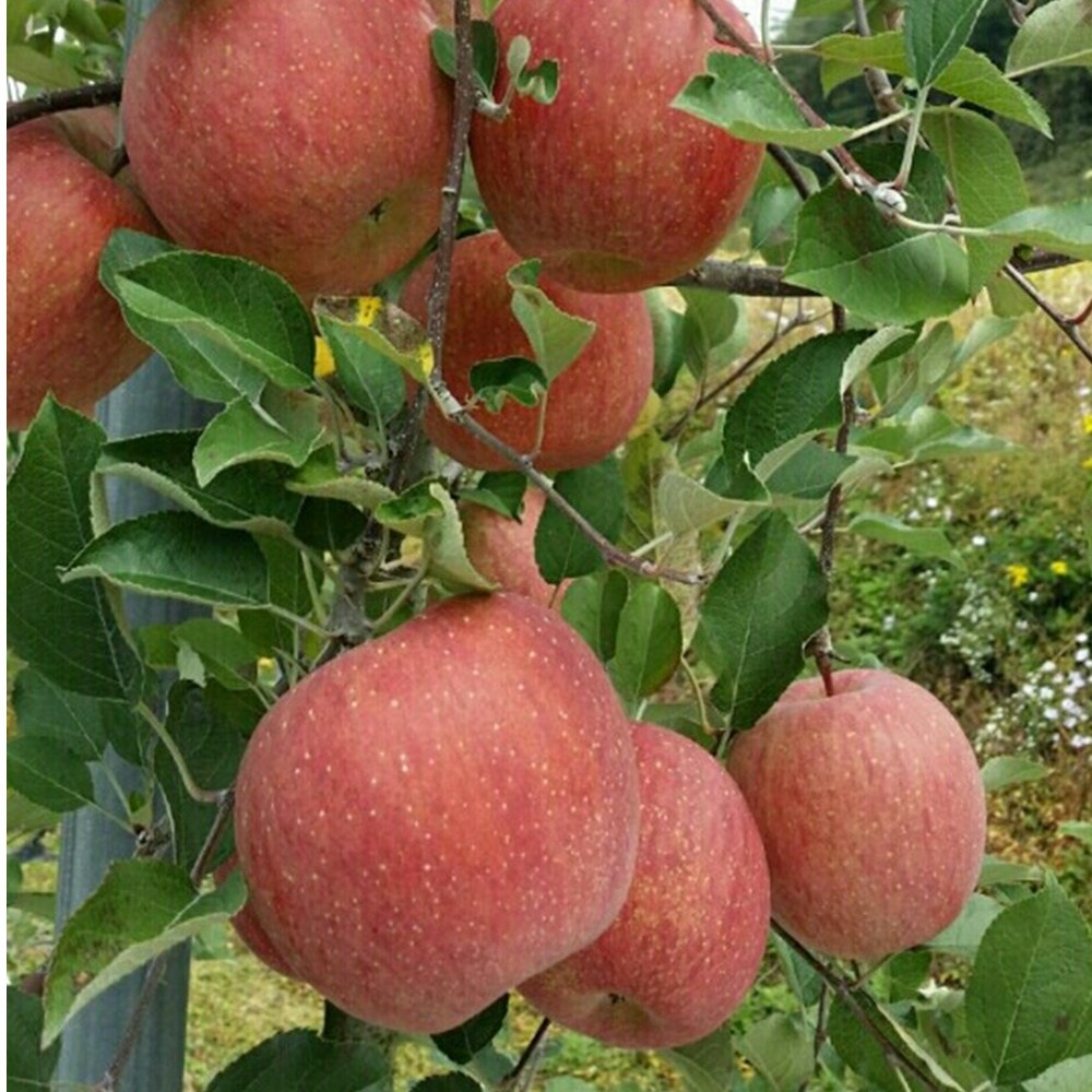 청송사과 당도보장 꿀사과 농장직송 부사 후지 중과 99,000원
