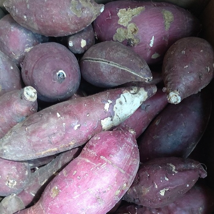 해남 달망 꿀고구마 못난이 무선별 10kg, 못난이 무선별 10kg, 1개 23,000원