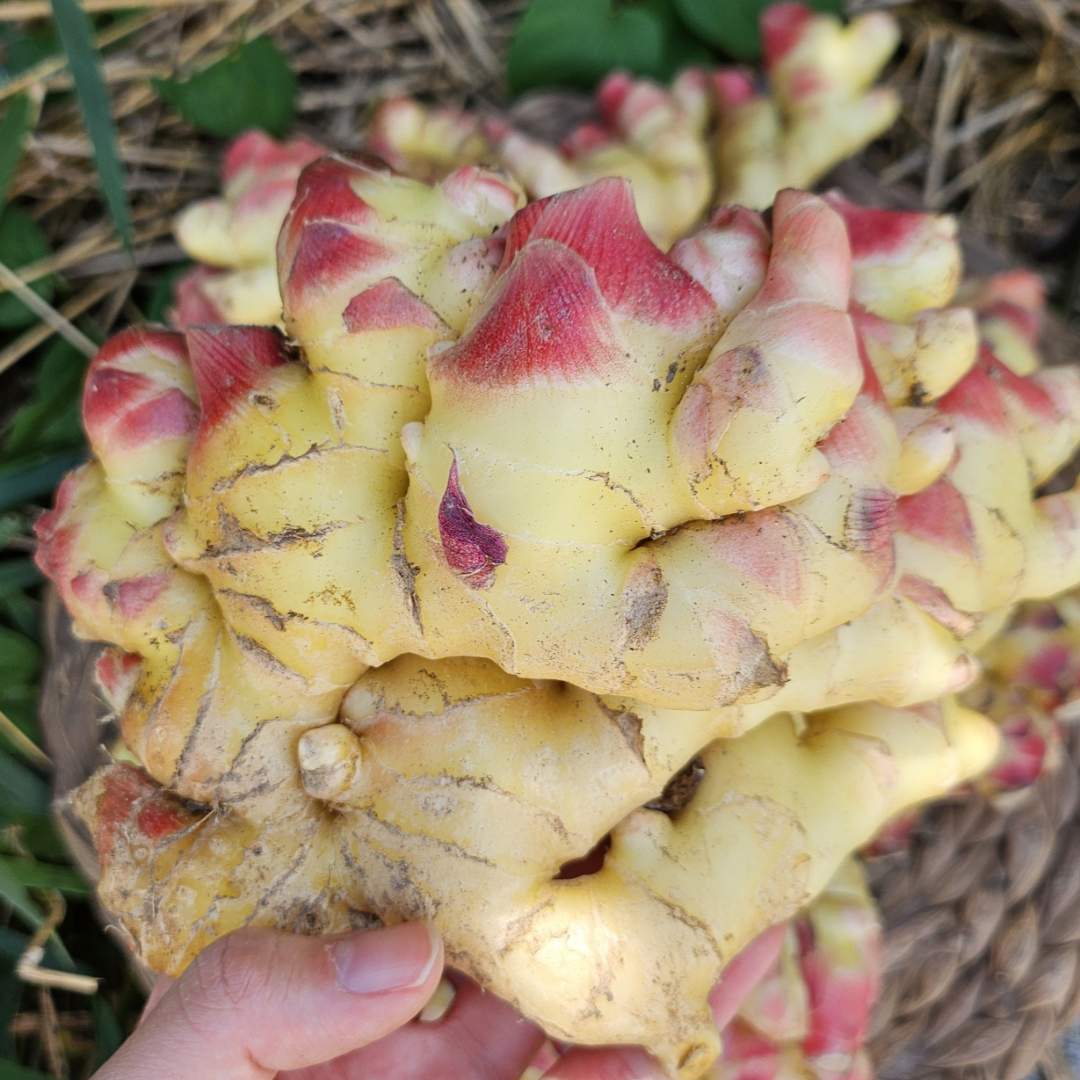 2025년 수확 국산 햇 생강 저장 생강 최상급 특품 흙 생강 13,880원