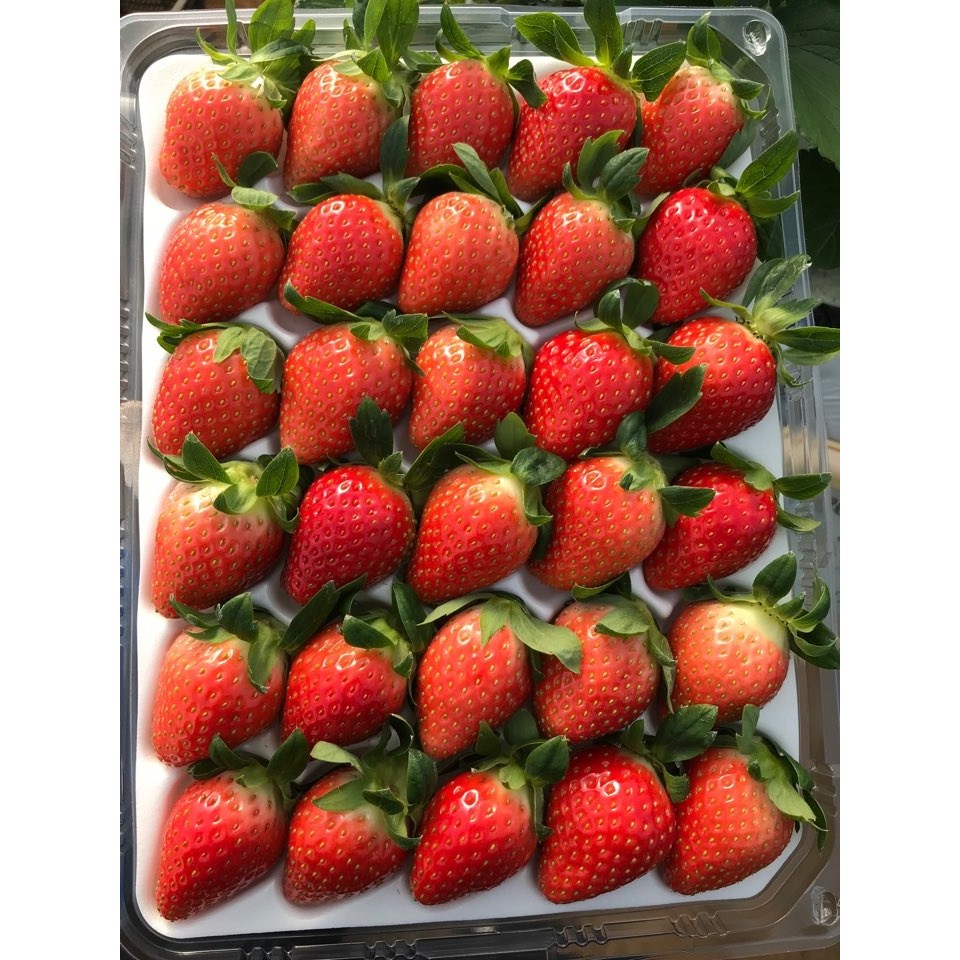 [당도선별] 한입에 퍼지는 달콤함의 금실 딸기 은은한 단향과 과즙 가득한 금실 딸기, 1개, 이하나몰 금실딸기 2kg (120~160구) 79,100원