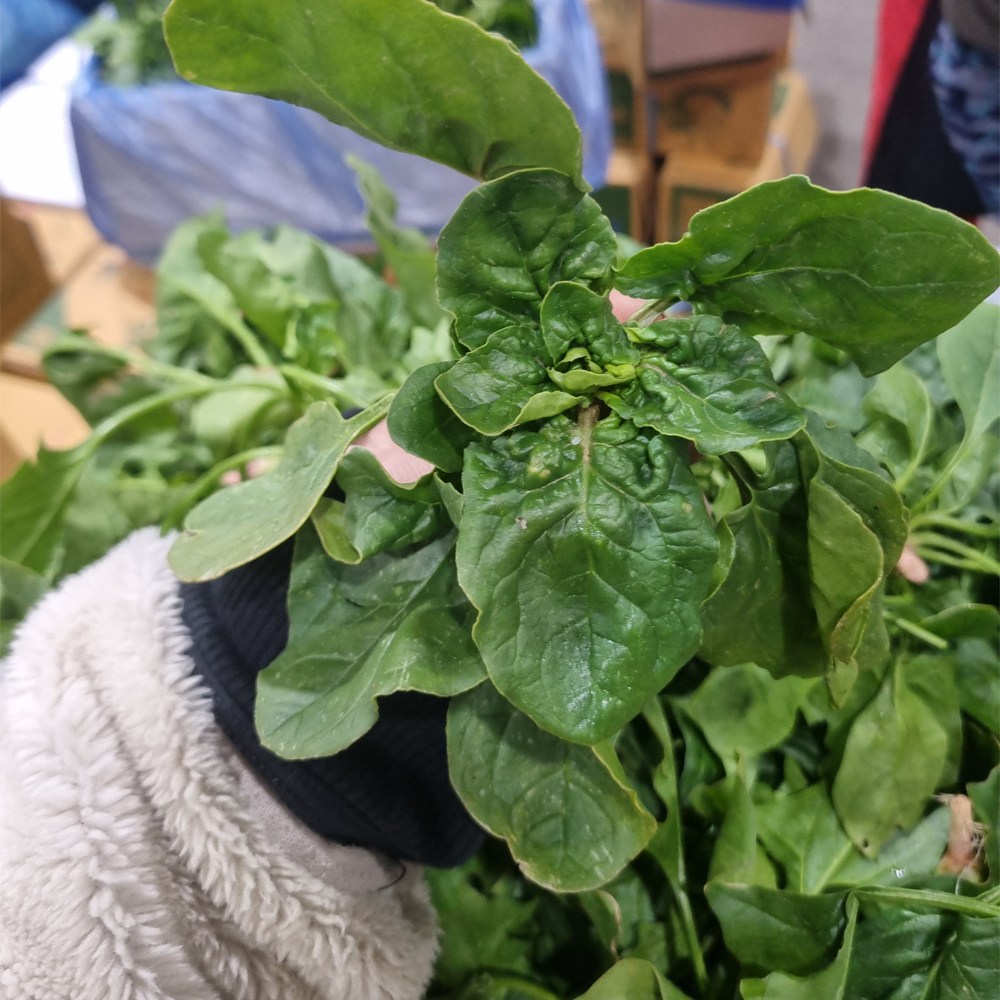 신안 팔금도 해풍맞고 자란 섬초 시금치 19,090원