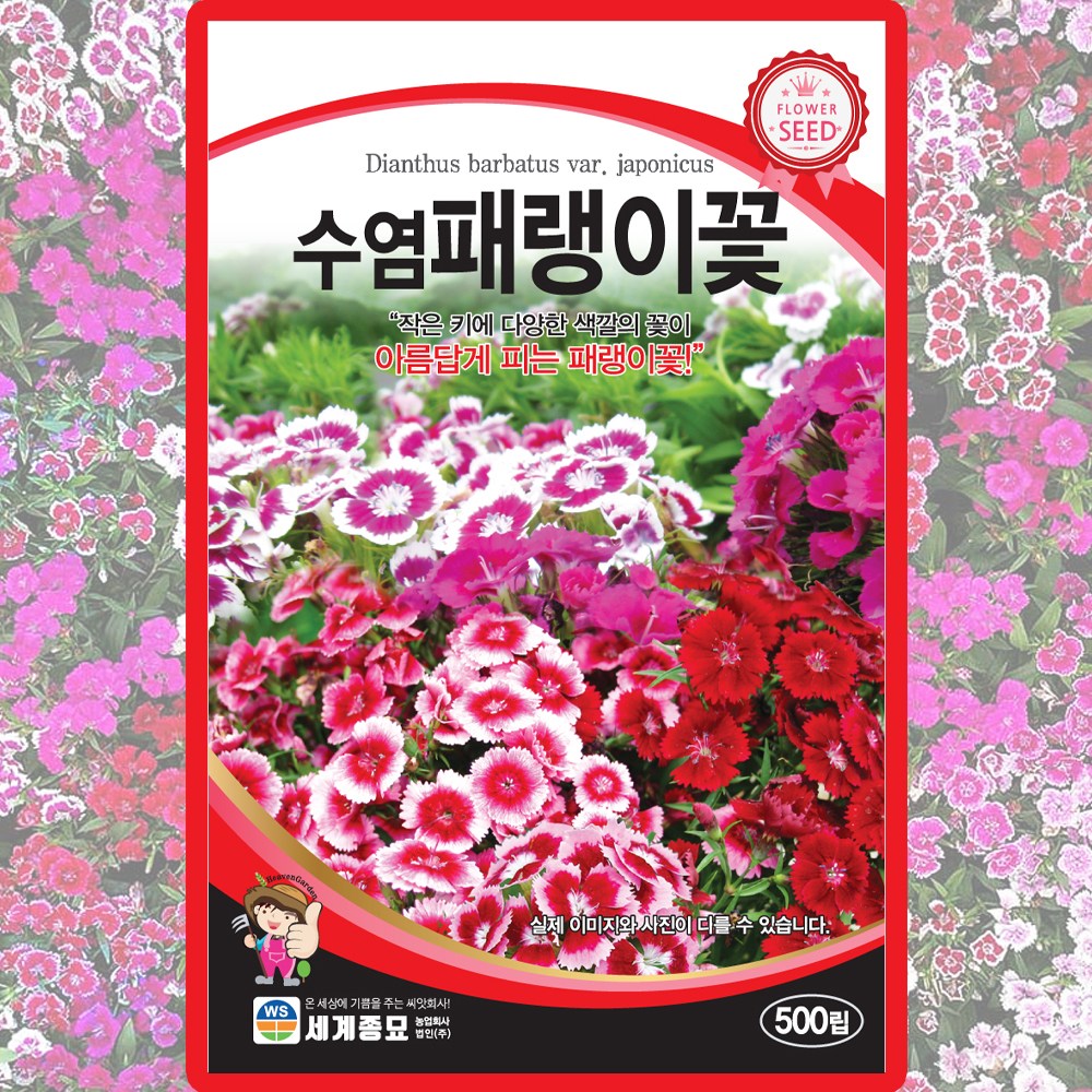 세계종묘 수염패랭이꽃 씨앗 500립 패랭이꽃씨 야생화 종자 8,000원