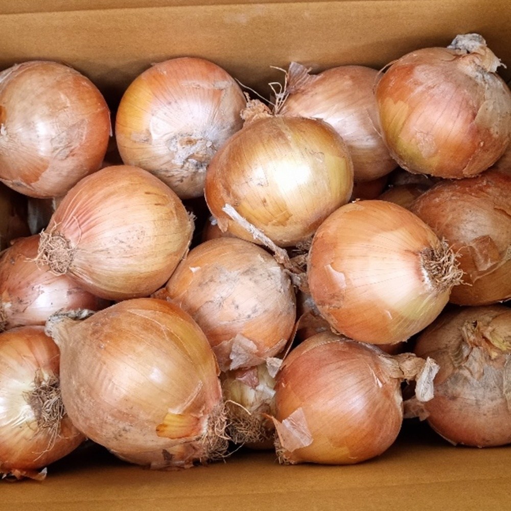 국내산 양파 잘말려 단단한 무안 햇 양파 10,470원