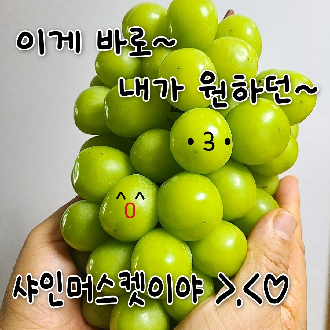 [특가!] 산지직송 고당도 샤인머스켓 (실속형, 일반형, 특등급 ) 3kg 2kg 1kg 샤인머스켓 최대 22brix 엄격선별 3중포장 초록담다 19,700원