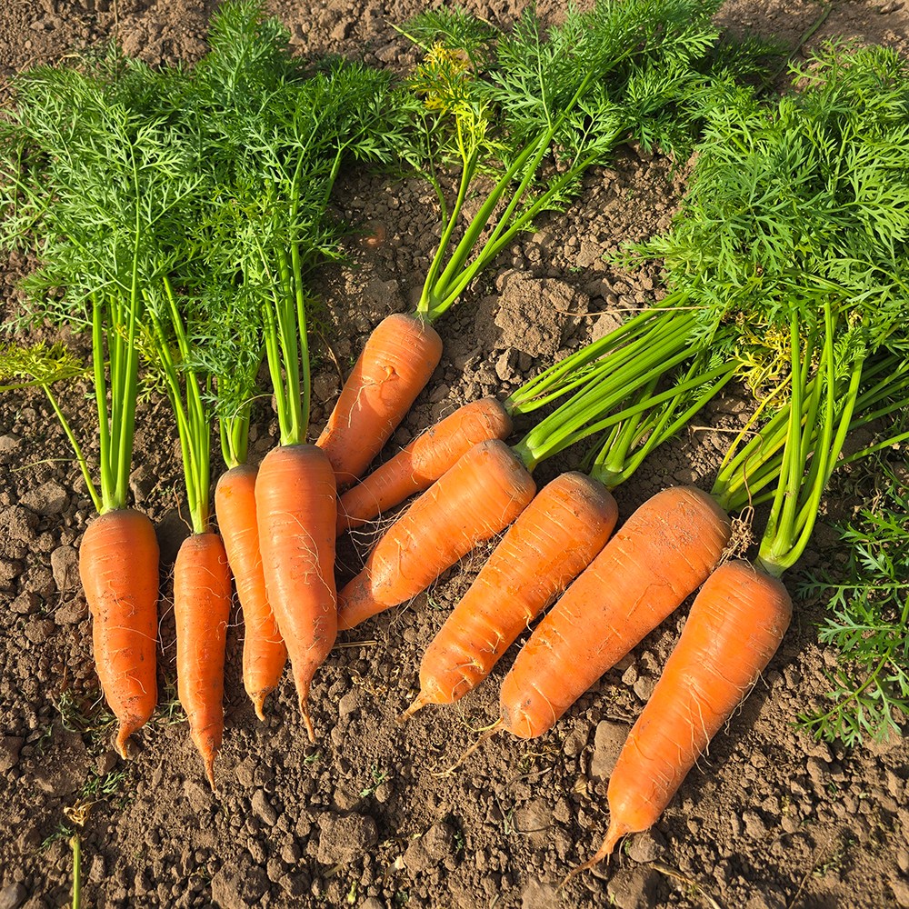 정희농장 제주 구좌 당근 흙당근 햇당근 주스용 산지직송 5KG 10KG 27,900원