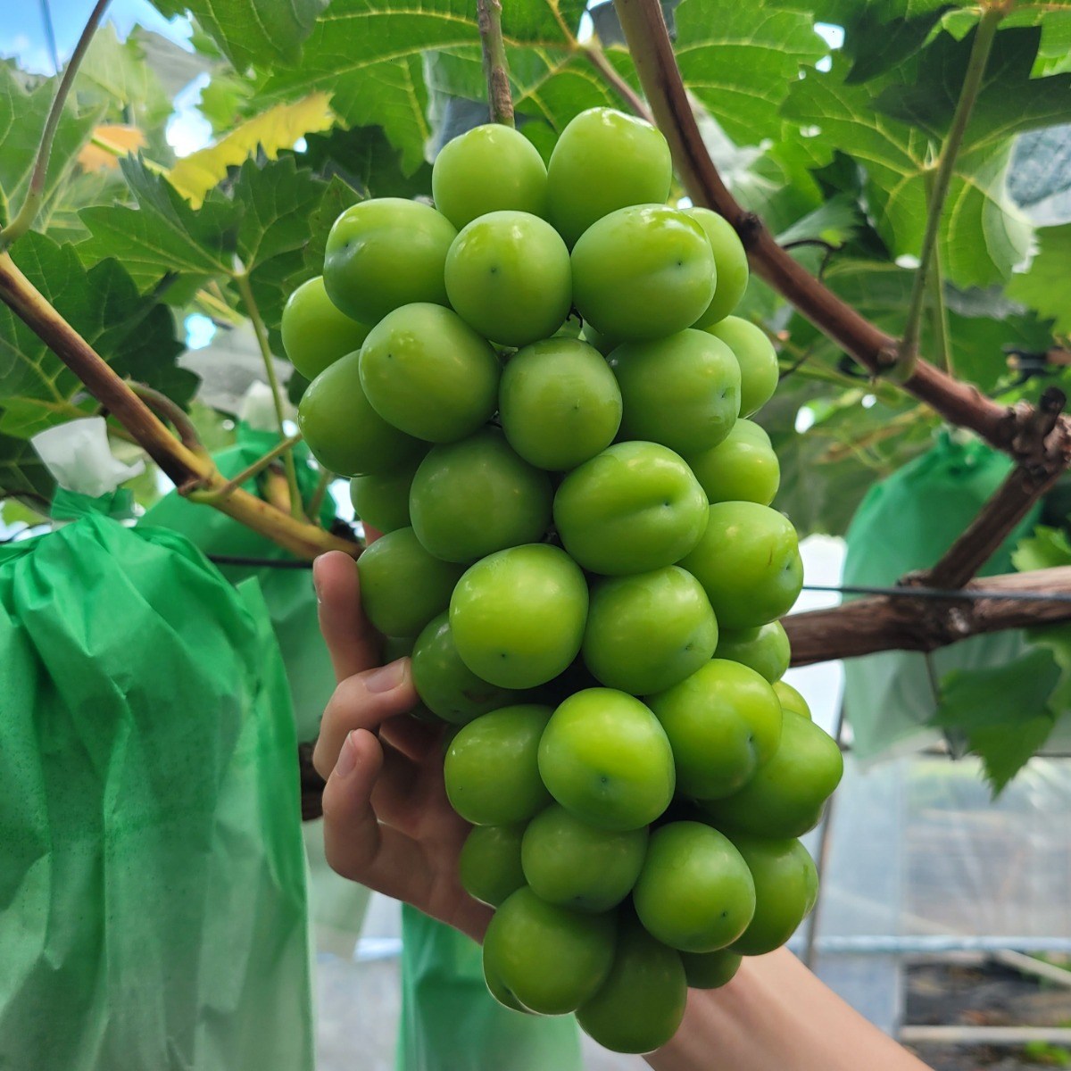 [백화점 식품관납품] 초도당도 프리미엄 샤인머스켓 21,800원