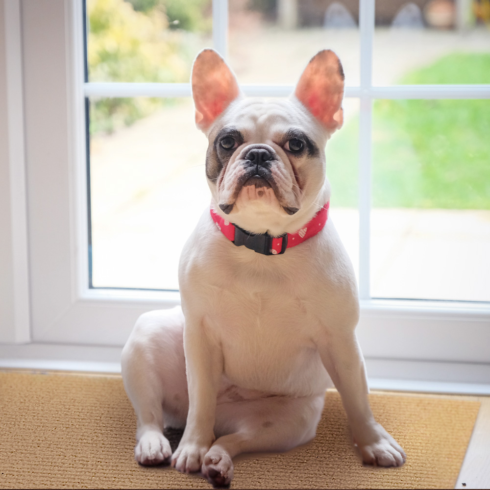 몽뜨리 강아지계단 애견 용품 계단 고양이 스크래치 반려견 침대 소파 원목 펫스텝 발판 논슬립 펫용품 13,900원