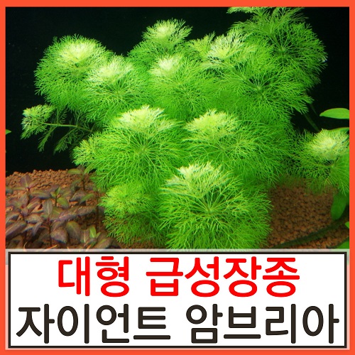 수초하우스) 자이언트암브리아(급성장종) 수초 4,900원