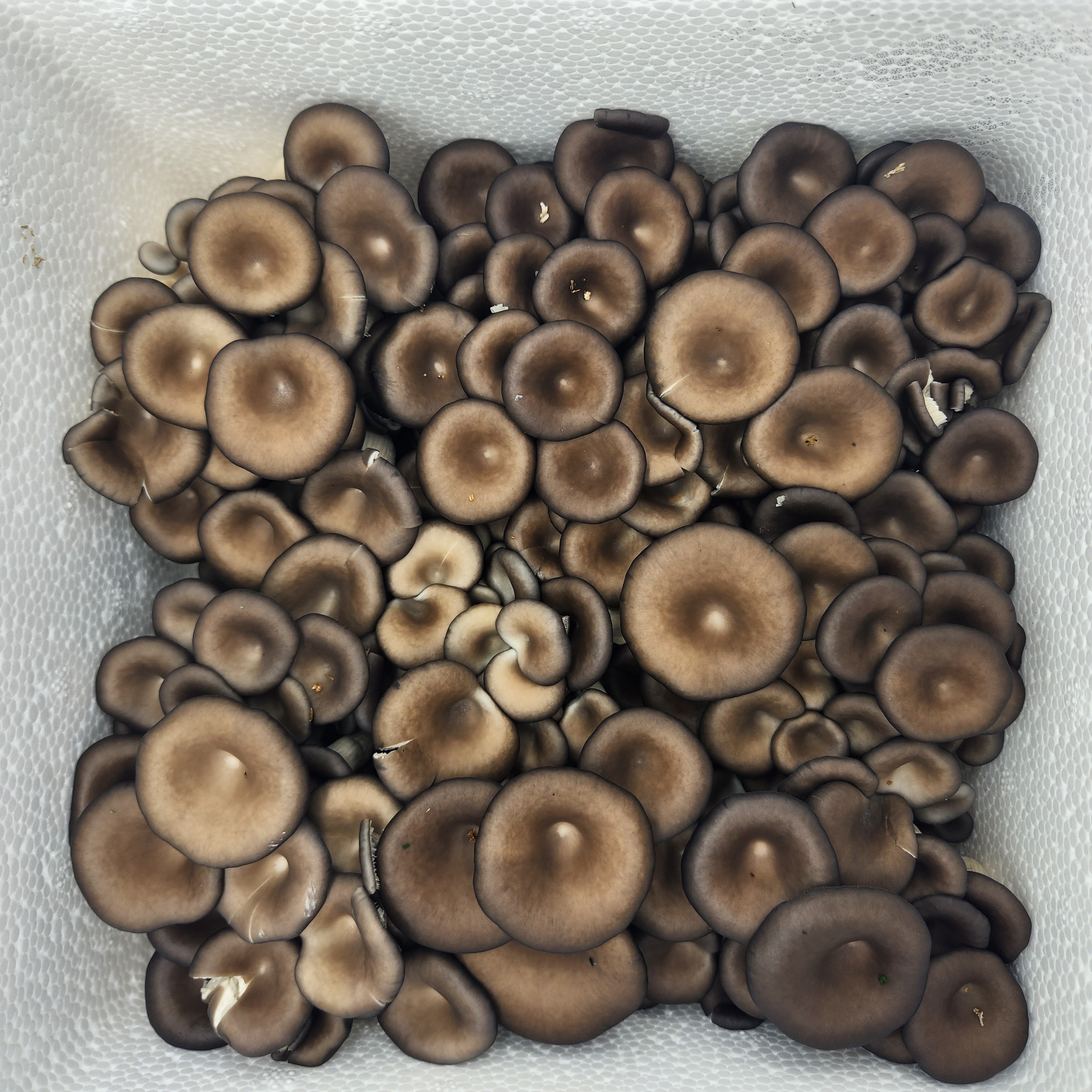 국산 무농약 GAP 인증 느타리버섯 1kg 흑타리버섯 [잼미짐] 8,800원