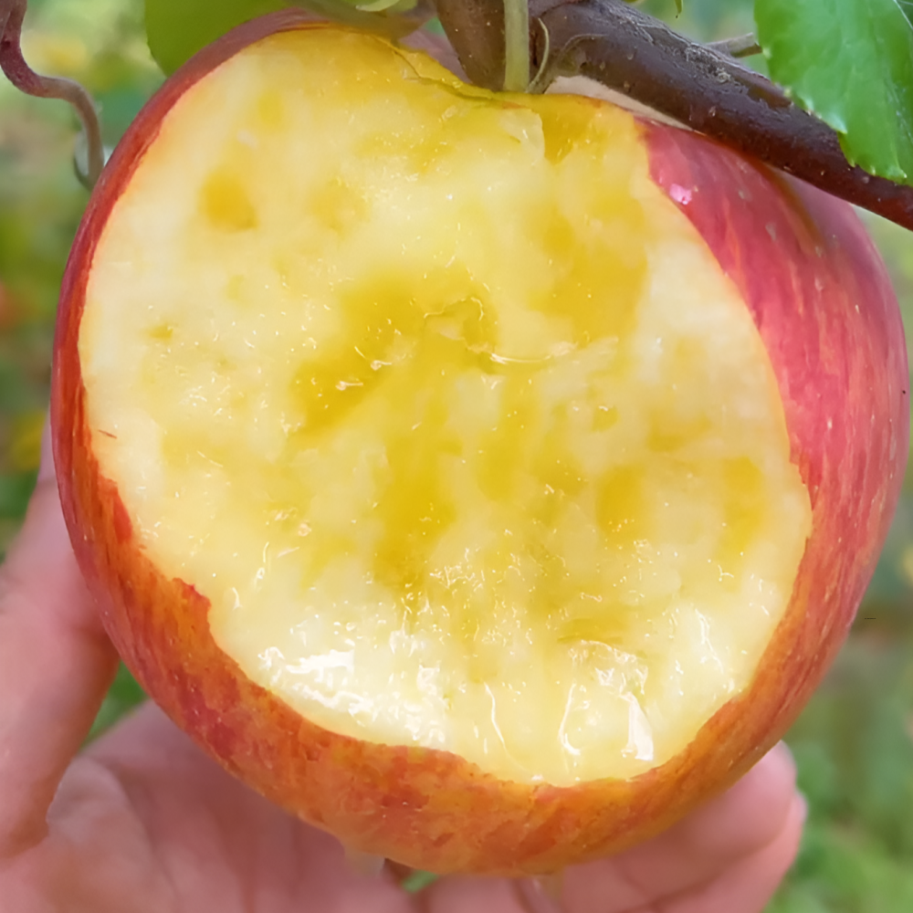 [네이츄리] 경북 청송 홍로 감홍 부사 사과 고당도꿀사과 중과 대과 2kg, 4kg, 5kg 63,800원