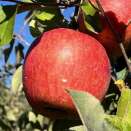 [마지막수량] 3월특가 사과 청송 부사 37,900원