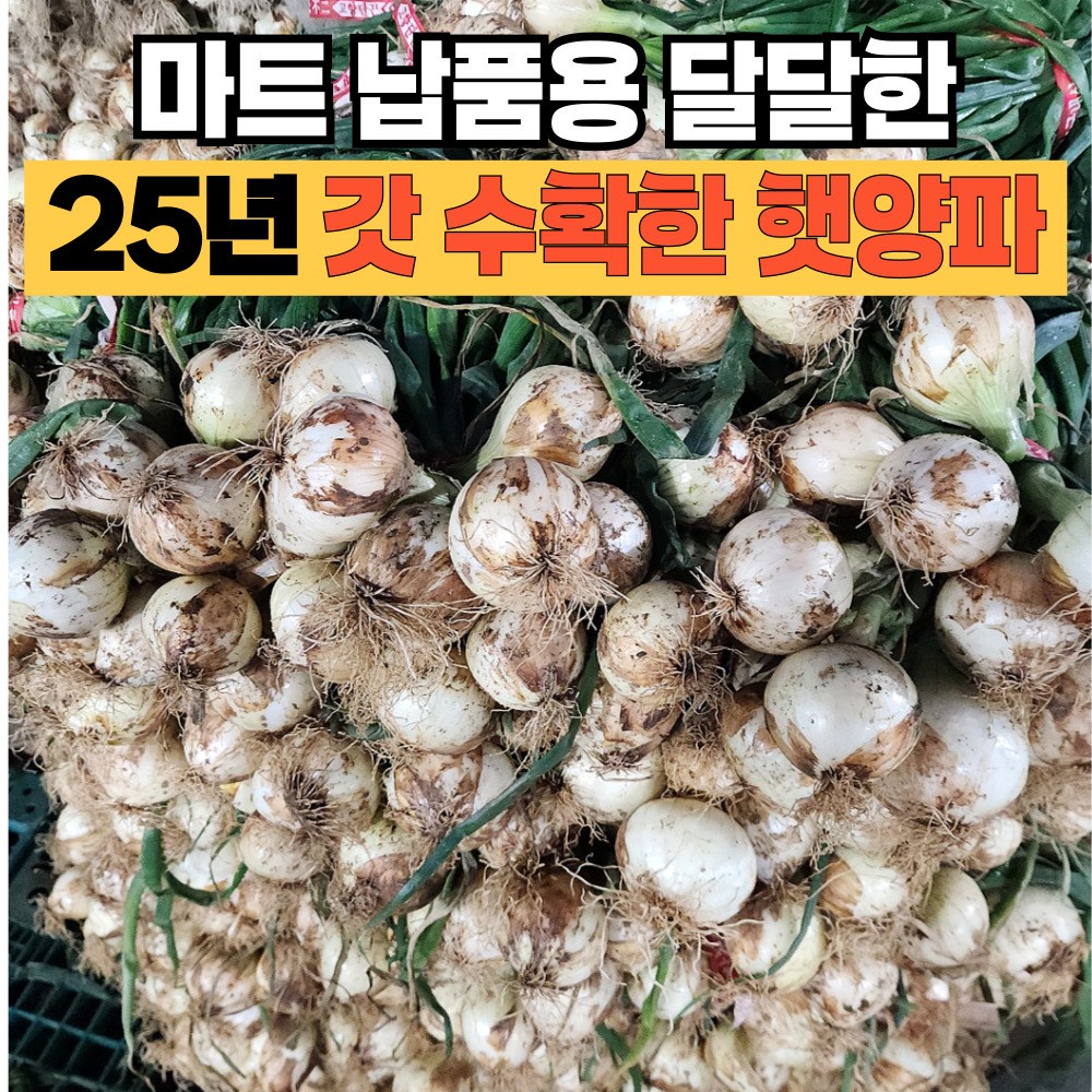 이웃집 아삭하고 단단한 국산 햇양파 23,900원