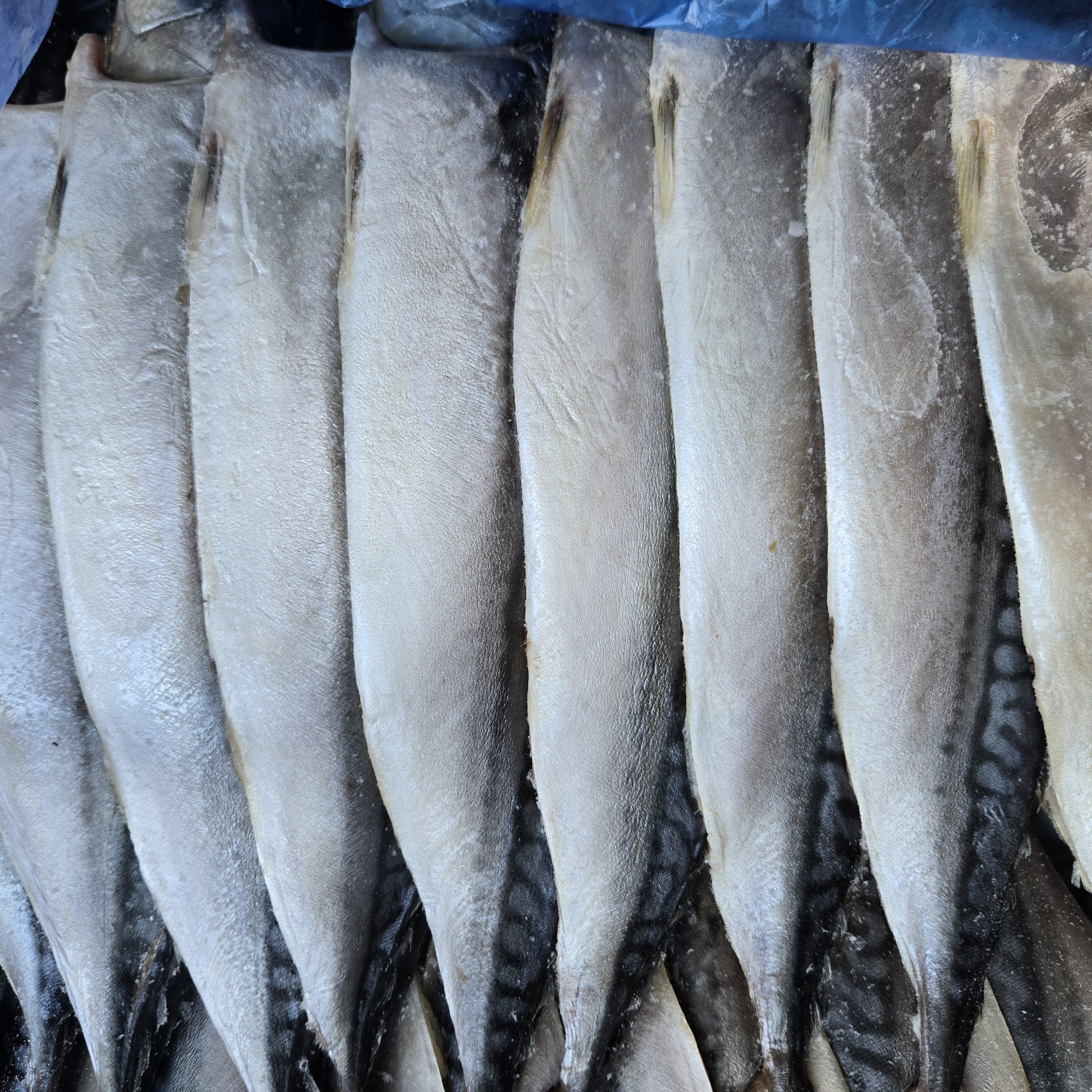 노르웨이 자반고등어 대 중 업소용 간고등어 가정용 생선 구이 도매, 1세트, 대 10손(20마리) 96,000원