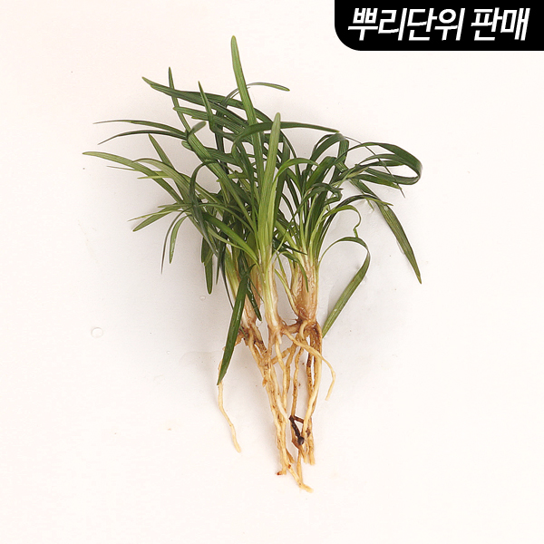 미미네아쿠아 애란 3촉 (전경수초) - (원예수초 전경꾸미기) 1,490원